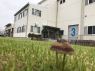 たまにキノコ生えます